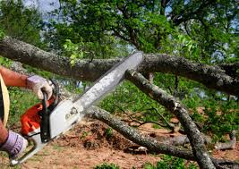 Best Utility Line Clearance  in Winter Park, FL