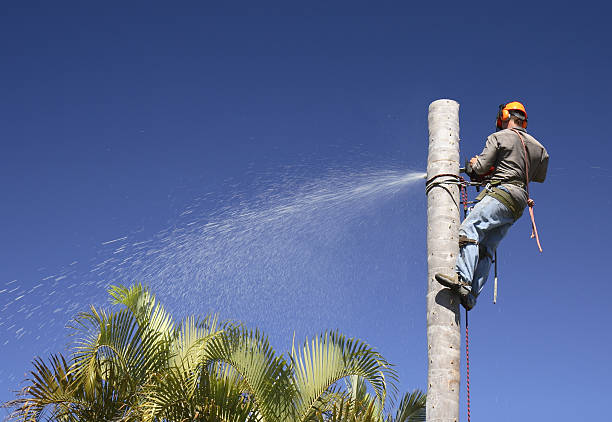 Best Tree Cabling and Bracing  in Winter Park, FL